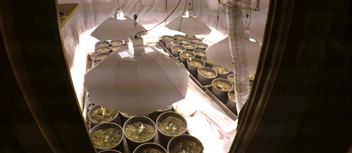 Detenida una organizaci�n dedicada al cultivo y venta de marihuana amparada en una asociaci�n cann�bica