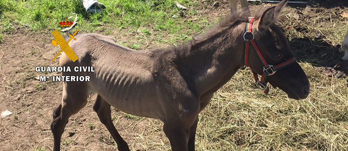 Detenidas dos personas por supuestos delitos de robo con fuerza y maltrato animal