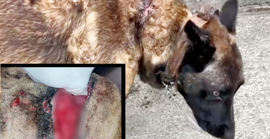 Detenido el cuidador de un perro que presentaba lesiones en el cuello de un dedo de profundidad