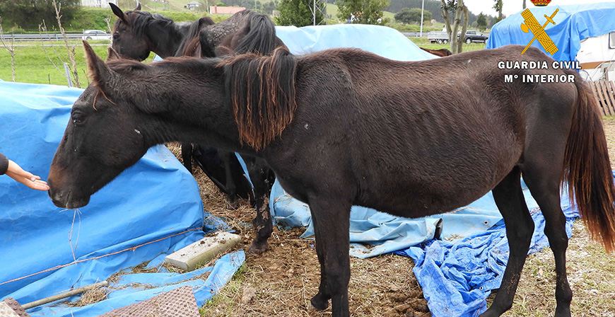 Detenido un grupo de ganaderos cntabros por vender presuntamente caballos en Francia de manera irregular