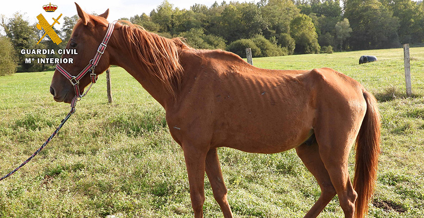 Detenido un grupo de ganaderos cntabros por vender presuntamente caballos en Francia de manera irregular