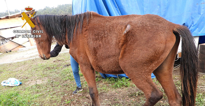 Detenido un grupo de ganaderos cntabros por vender presuntamente caballos en Francia de manera irregular