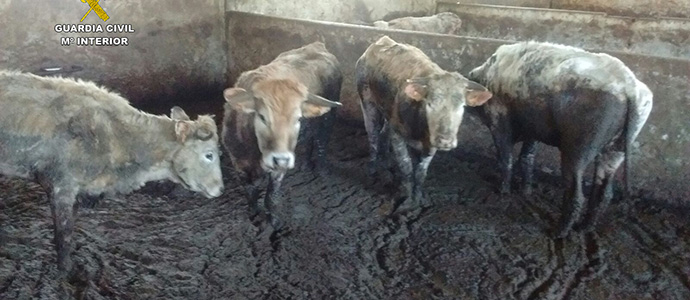 Detenido el presunto autor de maltrato y abandono de animales en Los Corrales de Buelna