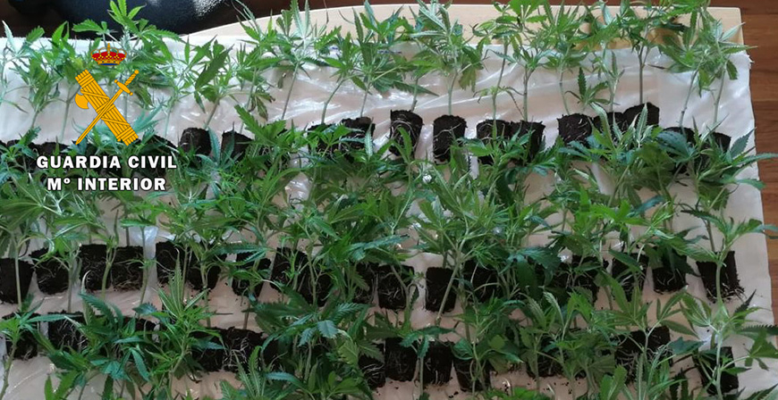 Detenido por transportar ms de 100 plantas de marihuana en su coche