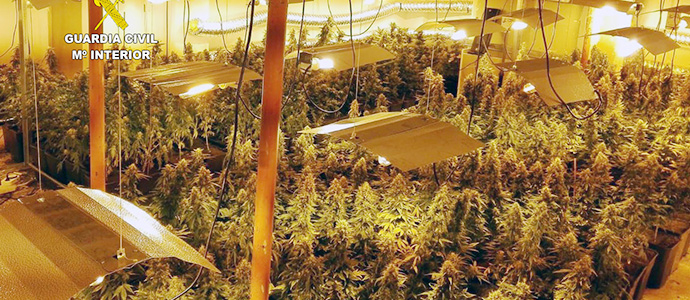 Detenidos cinco hombres cuando recolectaban ms de 1.100 plantas de marihuana en un chalet