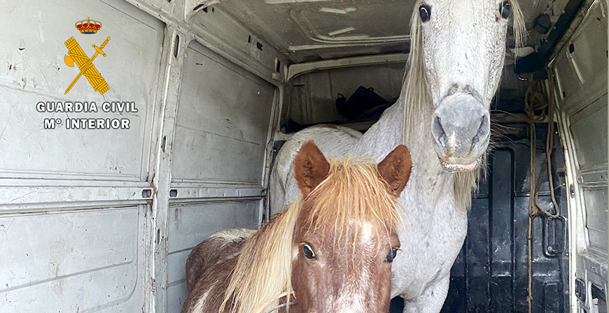  Detenidos los presunto autores del robo de un poni y un caballo