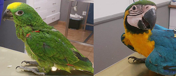 Detenidos los presuntos autores del robo de 21 aves exticas