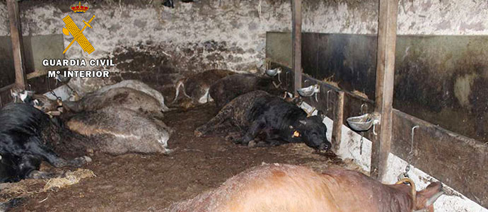 Detienen al presunto autor de los sabotajes al ganadero de Bielva