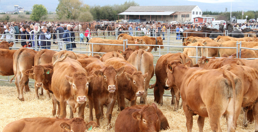 Da de feria en Requejo