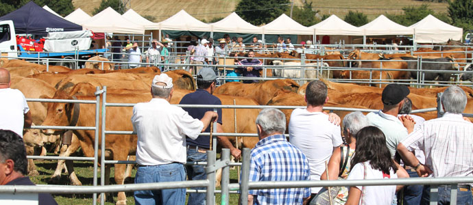Da de feria en Villasuso