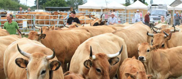 Da de feria en Villasuso