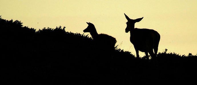 Das de berrea en Campoo