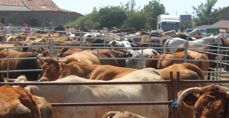 Este domingo, feria en Villasuso