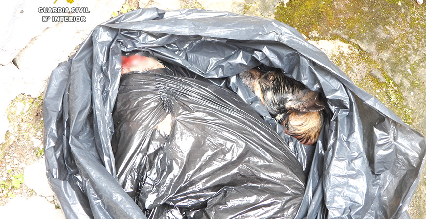 Dos detenidos por haber decapitado presuntamente a dos perros cuya desaparicin haba sido denunciada en redes sociales