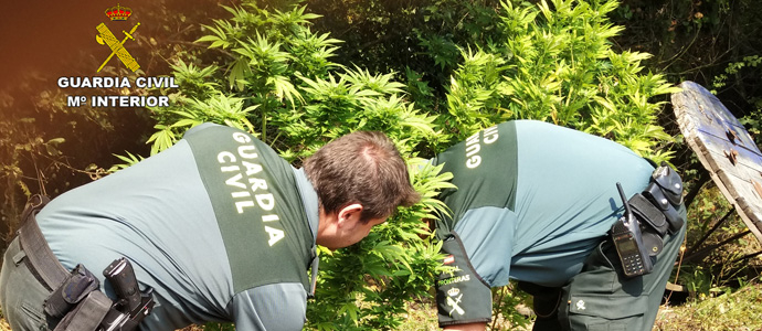 Dos detenidos y un investigado en dos operaciones contra el cultivo de marihuana