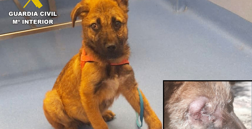 Dos investigados por un presunto delito de maltrato animal grave a un cachorro de tres meses