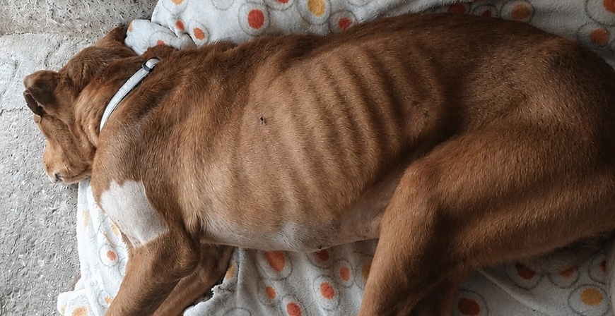 Dos personas investigadas por presuntos delitos de maltrato animal