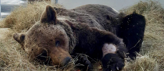 El ejemplar de oso pardo hallado herido en Len y trasladado a Cantabria presenta un pronstico grave
