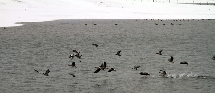 El Embalse del Ebro, refugio de 3611 aves invernantes 