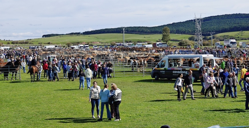 La enfermedad nodular contagiosa obliga a exigir un certificado a los ganaderos que participen este domingo en la Feria de Campoo de Enmedio en Requejo 
