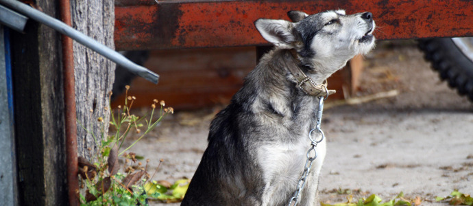 Enmedio pone en marcha una nueva campaa sobre mascotas y limpieza viaria