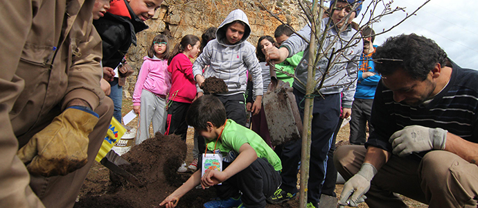 Los escolares de Valdeolea plantaron rboles en Mataporquera