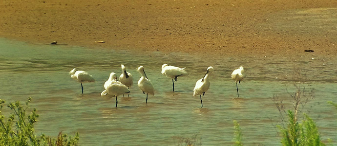Una esptula radiomarcada en los Pases Bajos reside estos das en el Pantano del Ebro
