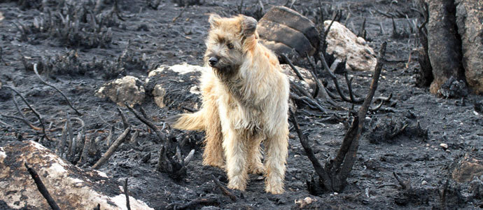 Las faldas del Endino y el Collado de Somahoz, tras el incendio