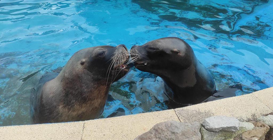 Fallece por causas naturales Pas, una de las hembras de le�n marino de Cab�rceno