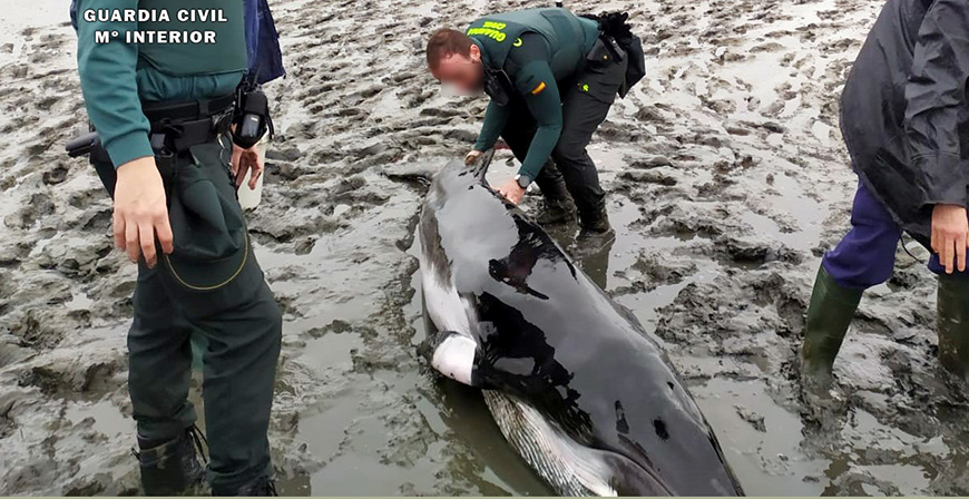 Fallece una ballena minke varada en las marismas de Argoos