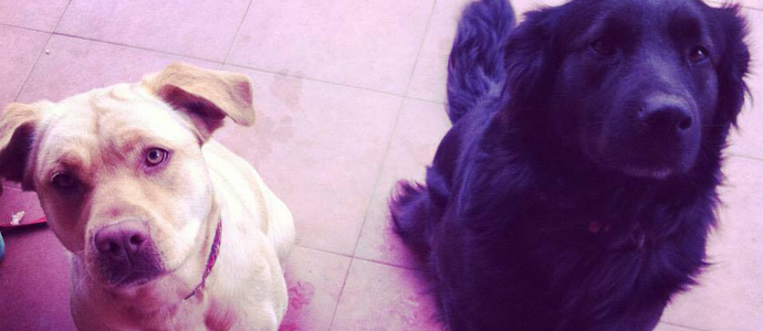 Una familia de Fresno del Ro denuncia la muerte por disparos de uno de sus perros y la desaparicin de otro 