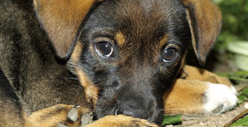 La Federacin Dean insta a una tenencia responsable de animales y exige a la Administracin local y autonmica que 