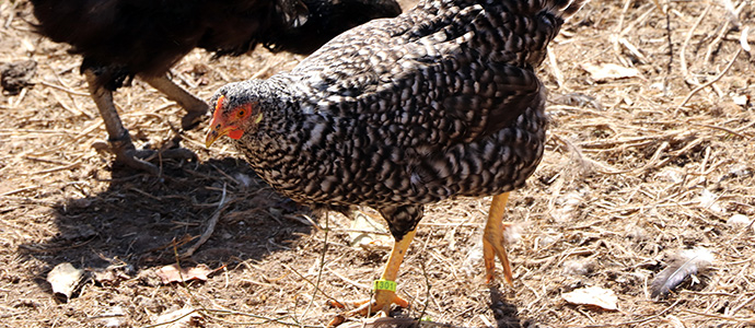 Las mejores gallinas pedresas del Norte viven en Matamorosa