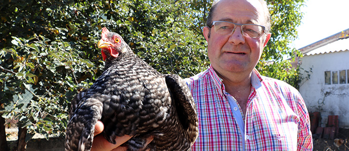 Las mejores gallinas pedresas del Norte viven en Matamorosa