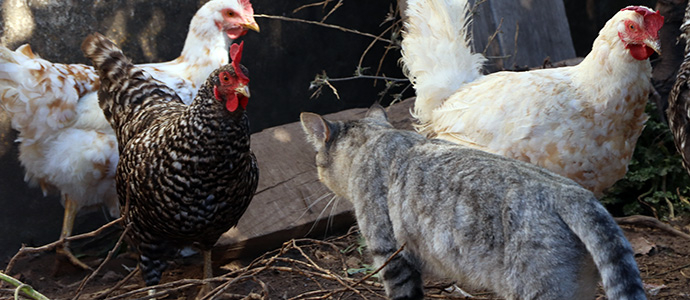 Las mejores gallinas pedresas del Norte viven en Matamorosa