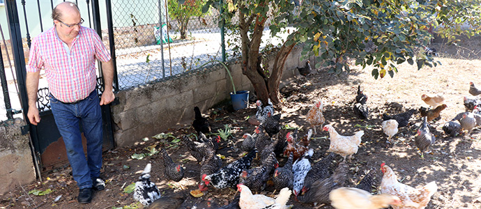 Las mejores gallinas pedresas del Norte viven en Matamorosa