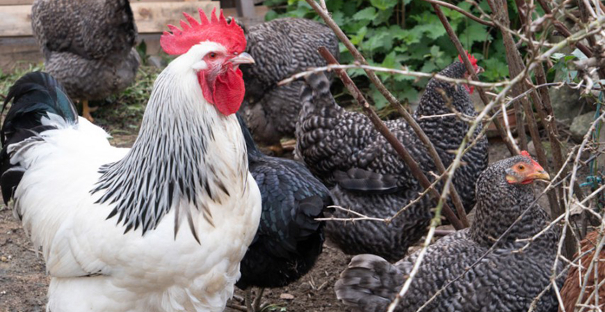 La flexibilizaci�n del confinamiento por gripe aviar permite liberar las aves dom�sticas en 71 municipios de Cantabria
