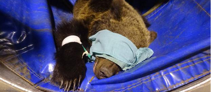 La Fundacin Oso Pardo lamenta el retraso en la captura del osezno herido de Libana