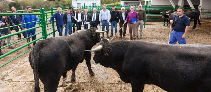 Ganadera adquiere dos toros para preservar y desarrollar las razas autctonas