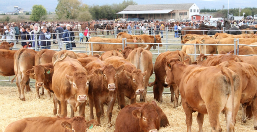 Ganadera convoca las ayudas para la celebracin de ferias y concursos de ganado selecto en Cantabria