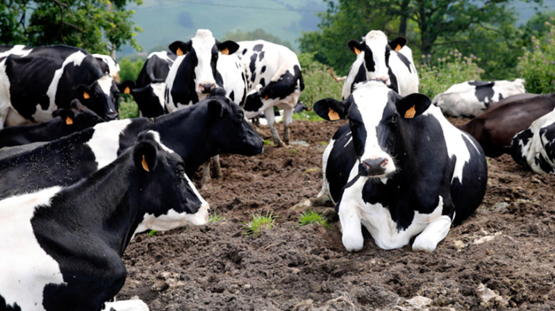 Ganadera convoca ayudas para compensar las dificultades de recogida de la leche en explotaciones de vacuno de alta montaa y zonas con especial dificultad