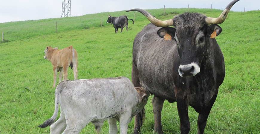 Ganadera convoca ayudas para compensar las dificultades de recogida de la leche en explotaciones de vacuno de alta montaa y zonas con especial dificultad