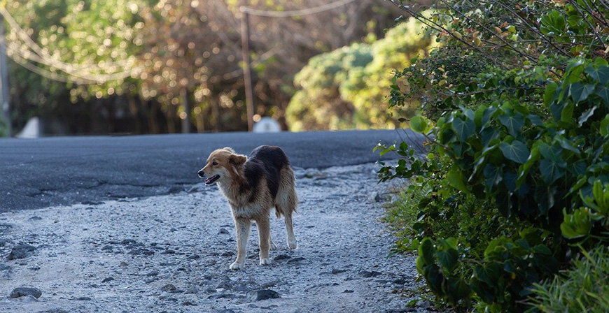 Ganadera convoca ayudas para que los centros de recogida de animales de compaa abandonados mejoren sus instalaciones