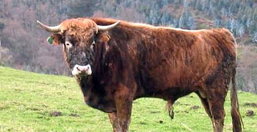 Ganadera destina 155.000 euros en ayudas para fomentar las razas autctonas espaolas en Cantabria