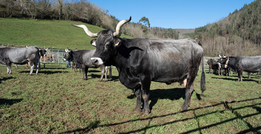 Ganadera destinar 294.200 euros en ayudas para promover la cra de razas puras de bovino de carne en 2025