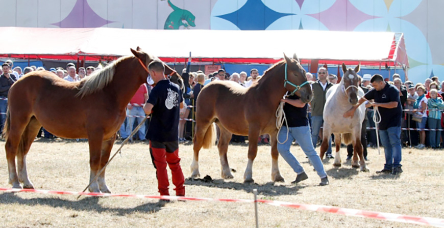 Ganadera destinar 85.000 euros en ayudas para la celebracin de ferias y concursos de ganado selecto en Cantabria