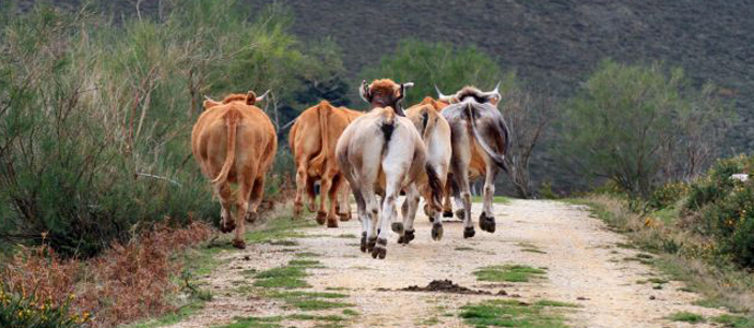 Ganadera establece medidas extraordinarias en Campoo para combatir la brucelosis