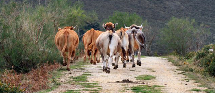 Ganadera levanta las medidas extraordinarias adoptadas en Campoo contra la Brucelosis bovina