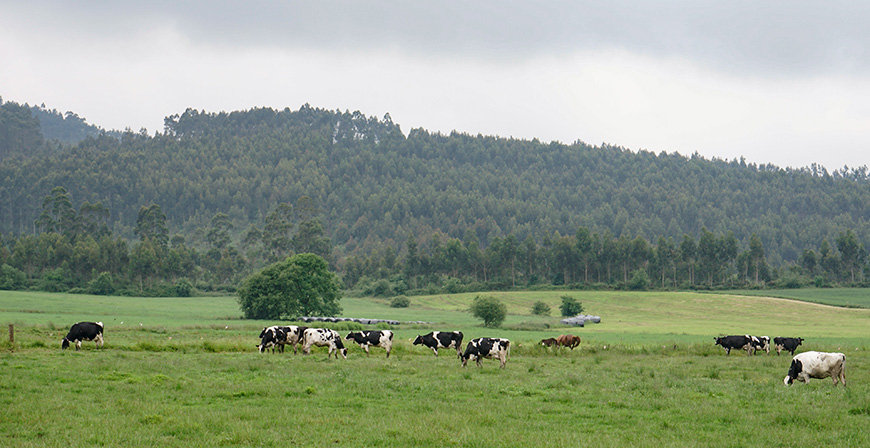 Ganader�a levanta las restricciones por tuberculosis bovina en Herrer�as y San Vicente de la Barquera ante la mejora de la situaci�n sanitaria
