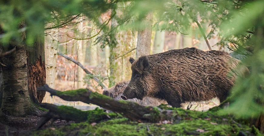 Ganader�a realizar� batidas de jabal�es en Li�bana 